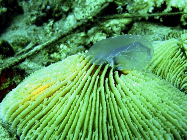 Es un ejemplo de ventaja evolutiva en un medio afectado por el calentamiento global. El coral en cuestión es el Fungia Scruposa, compuesto de un gran pólipo de unos treinta centímetros de diámetro y que es solitario.
