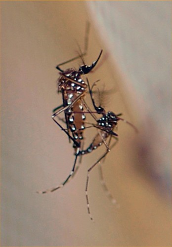 Una nueva variedad de mosquitos modificados genéticamente para no volar que podría frenar la transmisión del virus.