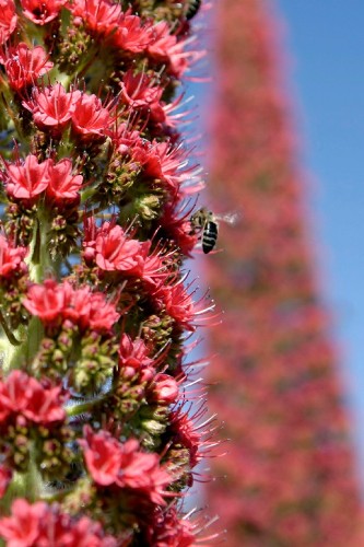 Una abeja vuela junto a un ejemplar de tajinaste rojo en flor (Echium wildpretti) en el Parque Nacional del Teide, una especie endémica de Tenerife que habita por encima de los 2.200 metros de altitud.