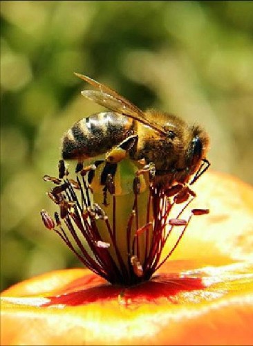 Una abeja mielera, especie en vía de extinción en Perú y el resto del mundo.
