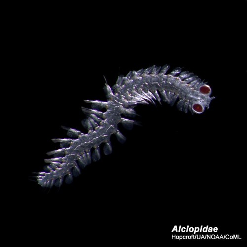 Un alciopidae, una especie de gusano marino. 