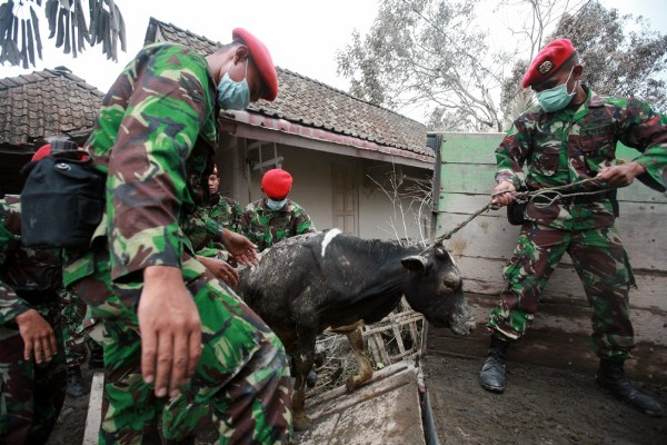 Soldados indonesios evacúan a una vaca en la población de Kinarejo.