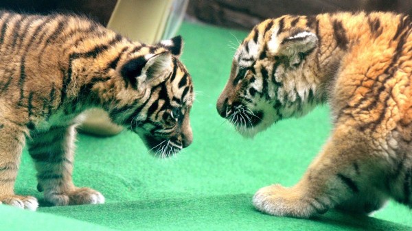 Los cachorros de tigre Sumatra Daseep (izda) y Tschuna juegan en el zoológico de Wuppertal, Alemania.
