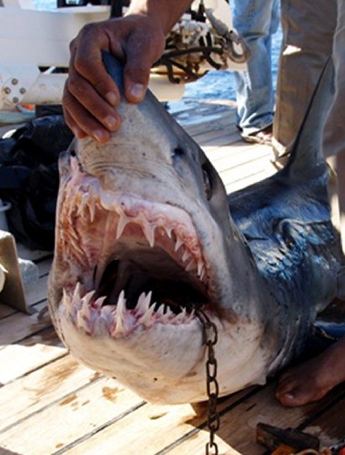 El tiburón que, se cree, atacó a los cuatro turistas en la costa egipcia del mar Rojo.