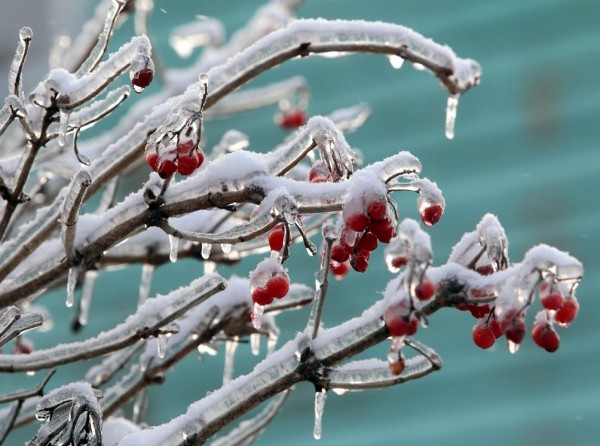 El hielo cubre las ballas de un árbol, en Moscú.