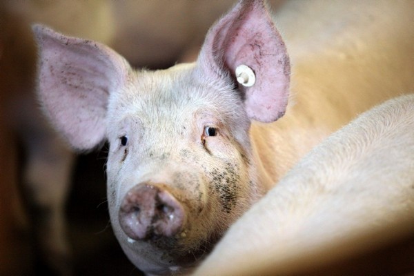 Un cerdo en una granja de Schlamersdorf.