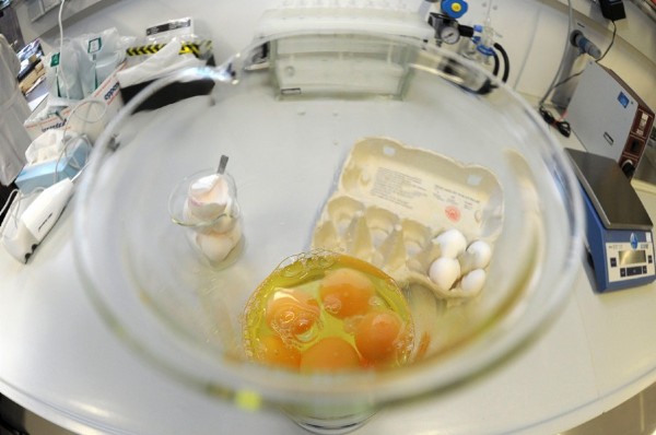Huevos afectados con piensos contaminados con dioxinas.