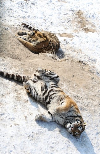 Dos tigres siberianos.