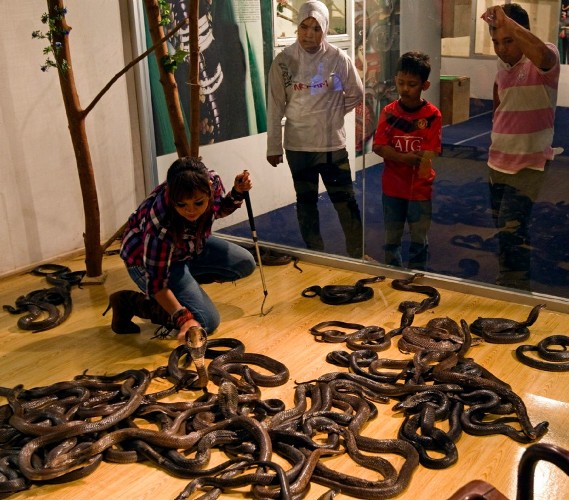 Serpientes en la exposición 