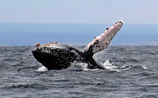 Fotografía del 22 de junio del 2008 de una ballena jorobada en Puerto López (Ecuador).