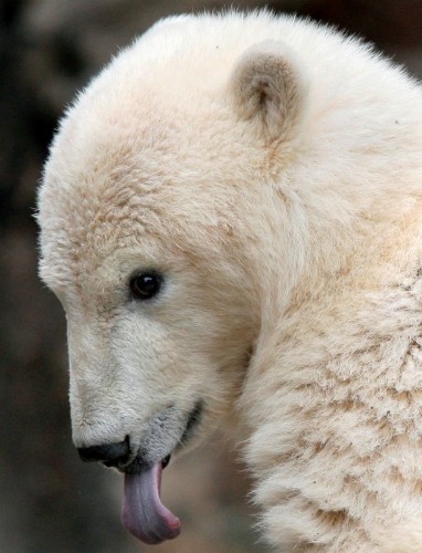 Imagen de archivo del oso polar Knut en el parque zoológico de Berlín.