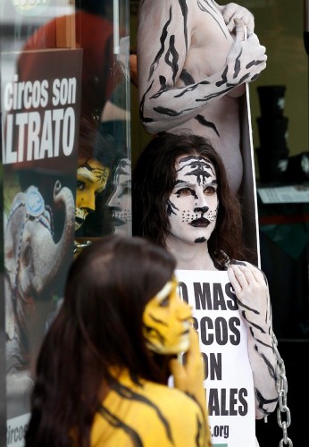 Activistas de la organización Anima Naturalis pintadas de tigre, durante la acción que realizaron hoy en la calle Fuencarral de Madrid para pedir el fin de la utilización de animales en los circos.