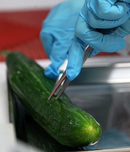 Un experto analiza un pepino en un laboratorio de la oficina estatal para la seguridad agrícola y alimentaria de Mecklenburg-Vorpommern, en Rostock (Alemania).