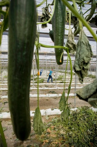 Trabajadores arrancan plantaciones de pepino de un invernadero en Las Norias (Almería).