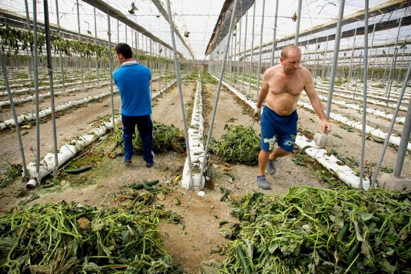 Trabajadores arrancan plantaciones de pepino de un invernadero en Las Norias (Almería).