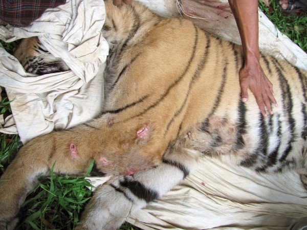 Fotografía facilitada por el Department of National Parks and Wildlife Conservation (DNPWC) del traslado de un tigre salvaje a una reserva del sudoeste de Nepal.