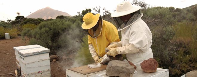 En las Cañadas del Parque Nacional del Teide, a 2.200 metros de altitud, 170 apicultores trabajan con 3.000 colmenas.