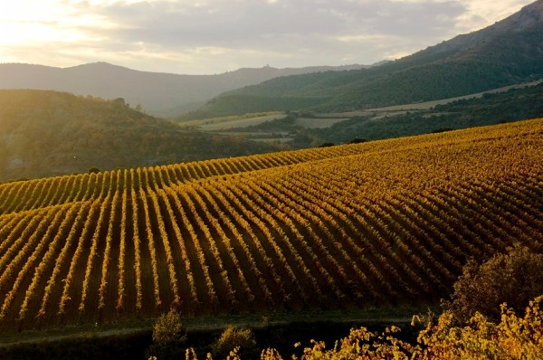 Fotografía facilitada por Bodegas Torres de uno de los viñedos españoles que está sufriendo el cambio climático.