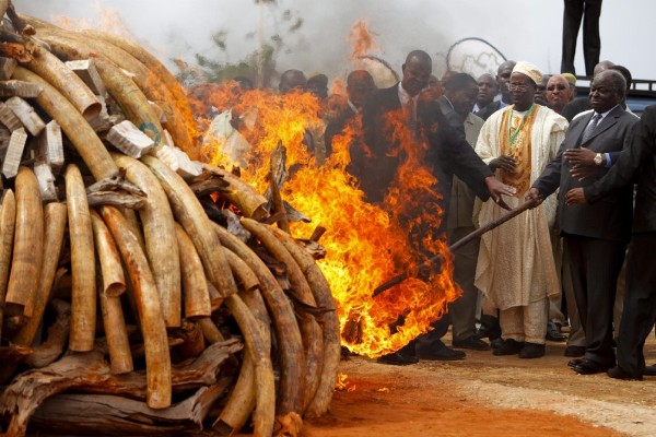 El presidente keniano Mwai Kibaki (dcha) prende una gigantesca pila de colmillos de elefante en el Parque Nacional del Tsavo, hoy, miércoles 20 de julio de 2011.años, de 620kg en 2005 a 5,7 toneladas en 2010, según cálculos del LATF. El KWS por sí sólo ha incautado más de 3 toneladas de marfil de procedencia ilegal en lo que va de año.