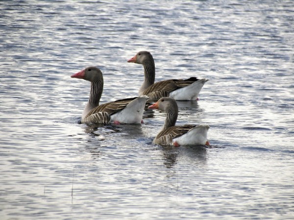 Un grupo de ánsar común en la laguna grande de Villafranca de los Caballeros (Toledo).