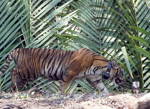 Putri, una tigresa de Sumatra, sale de su jaula al ser puesta en libertad en el Parque Nacional de Sembilang en la Isla Betet en Indonesia.