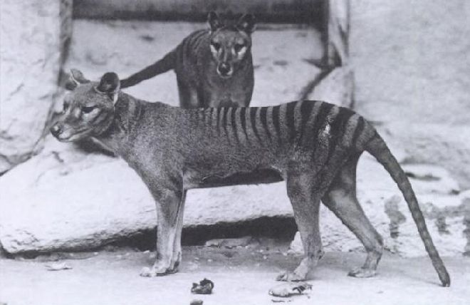 El tilacino, conocido como tigre de Tasmania por las franjas que cruzaban su lomo, habitaba en Australia y en Nueva Guinea.