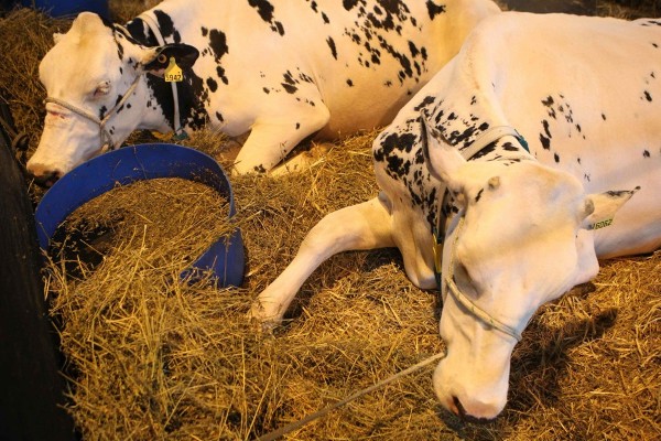 Dos vacas descansan en un establo.