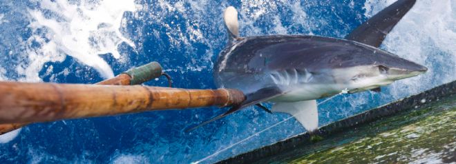 Un tiburón tras ser capturado por pescadores taiwaneses.