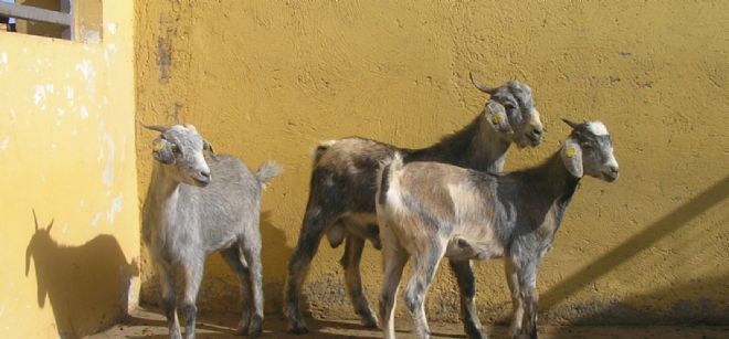 Cabras en Fuerteventura.