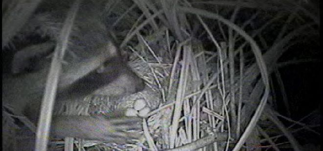 Un mapache comiéndose los huevos de uns gorriones cantores.