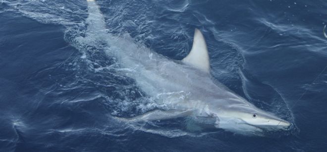 Fotografía facilitada por la Universidad de Queensland de un ejemplar de tiburón híbrido, especie de la que científicos australianos han hallado más de medio centenar en la costa este de ese país.