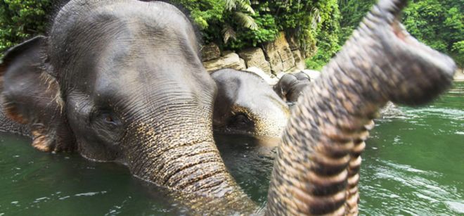 Imagen cedida por el Fondo Mundial para la Naturaleza WWF de un elefante de Sumatra.