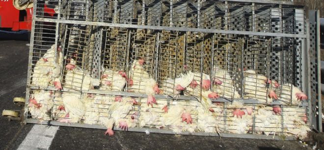 Pionero considerado Mirar furtivamente Bruselas expedienta a España por incumplir las reglas de jaulas para  gallinas ponedoras - El Día - Hemeroteca 26-01-2012