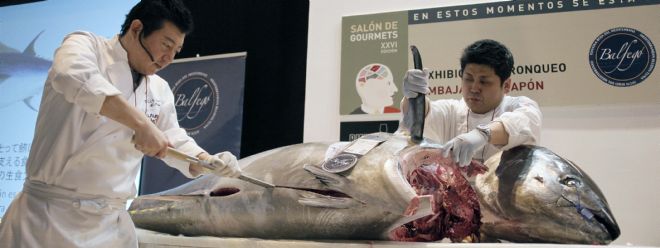 Dos especialistas proceden al despiece (ronqueo) de un atún rojo de 120 kilos.