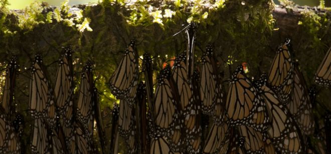 Mariposas monarca hibernando en la rama de un árbol.