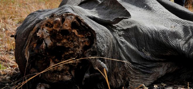 Imagen sin fechar facilitada por El Fondo Internacional para el Bienestar Animal (The International Fund for Animal Welfare) que muestra a un elefante que ha sido mutilado para obtener sus colmillos en Camerún.
