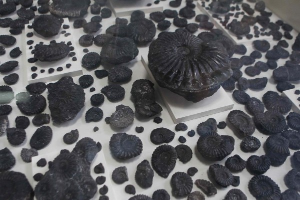 Diversas especies de Amonites del Alebeano son exhibidas hoy, lunes 7 de mayo de 2012, en el Museo de La Nación de Perú, en Lima. 
