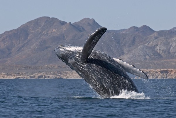 Fotografía cedida por Greenpeace de una ballena en las aguas de la reserva natural de Cabo Pulmo, Baja California Sur (México). 