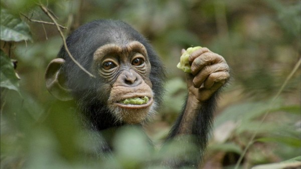 El bebé chimpancé 