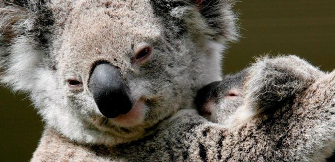 Un koala protege a su cría.