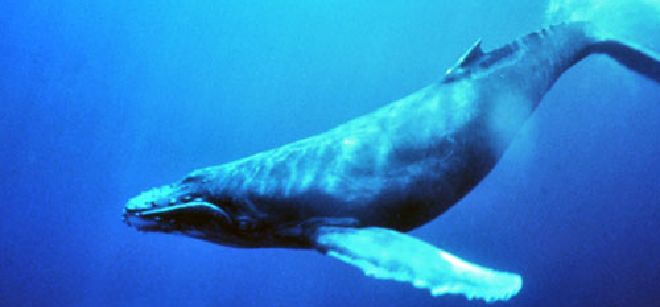 Imagen de una ballena azul.