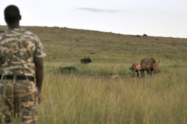 Un guardia del Parque de Rinocerontes y Leones, a las afueras de Johannesburgo, vigila a un rinoceronte y su cría. 