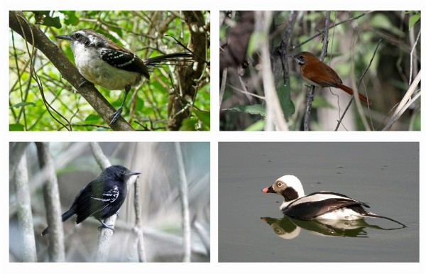 Aves de la Amazonía que también están amenazadas.