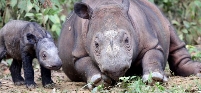 Una cría macho de rinoceronte sumatrino junto a su madre.