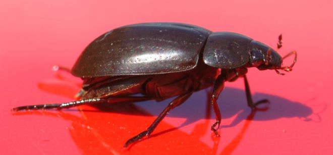 El investigador pide mayor control sobre el uso de antiparasitarios y que se examine su impacto sobre los escarabajos, como se empieza a hacer en países Francia.