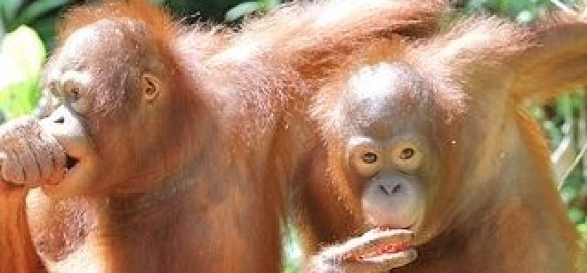 El programa se centrará en la educación rural de tolerancia cero ante la caza, matanza y captura de los orangutanes como los de la fotografía.