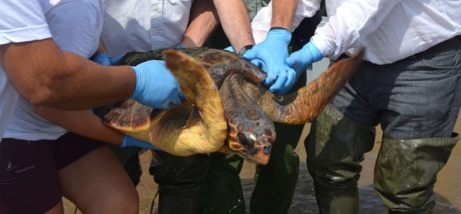 La Red de Rescate de Fauna Marina de la Generalitat ha liberado este jueves a dos ejemplares de tortuga boba.