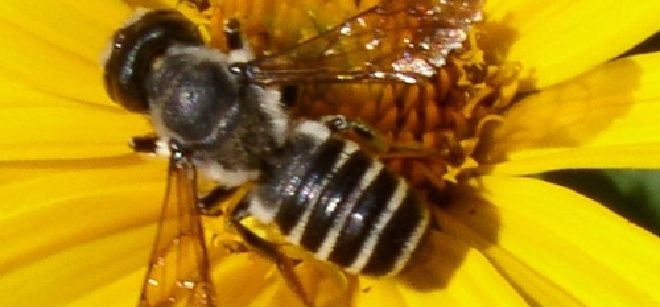 El riesgo de presentar una reacción alérgica a picaduras de insectos, como las avispas o las abejas, aumenta durante los meses de verano y los niños son los más propensos.