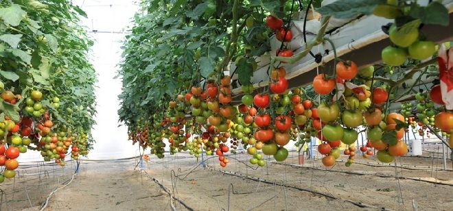 El Gobierno de Canarias ha puesto en marcha un estudio dirigido a optimizar la producción y la calidad de variedades tradicionales de tomate.