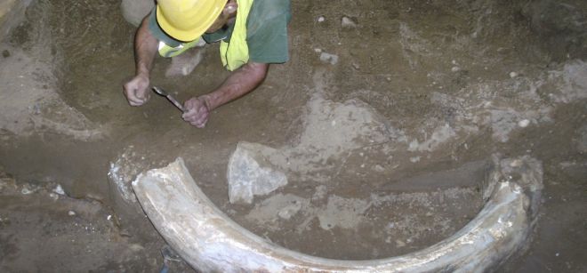 En otras ocasiones han encontrado restos de mamuts como el de un mamut primitivo.